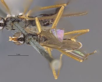 Media type: image;   Entomology 15672 Aspect: habitus dorsal view